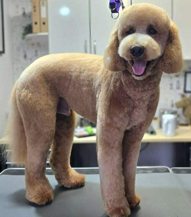 Hair Off The Dog Dog Grooming